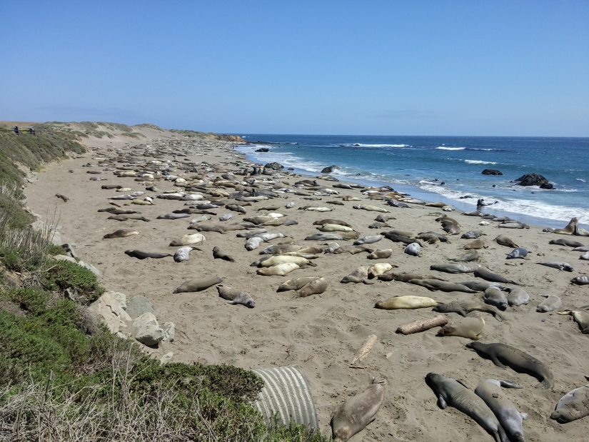 Tons of elephant seals relaxing on the beach