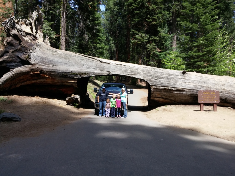 The Biggest Tree on Earth