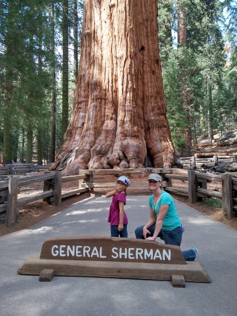 Biggest tree in the world