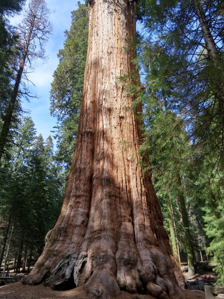 General Sherman - Largest Tree In The World