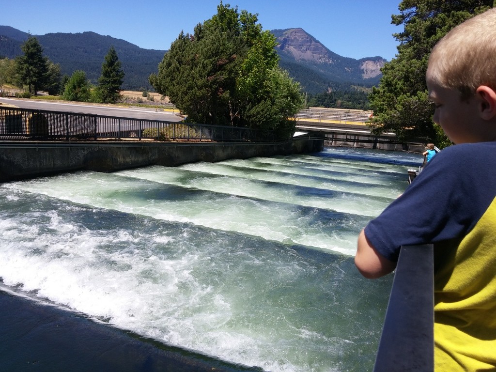 Fish ladder at Bonneville Dam