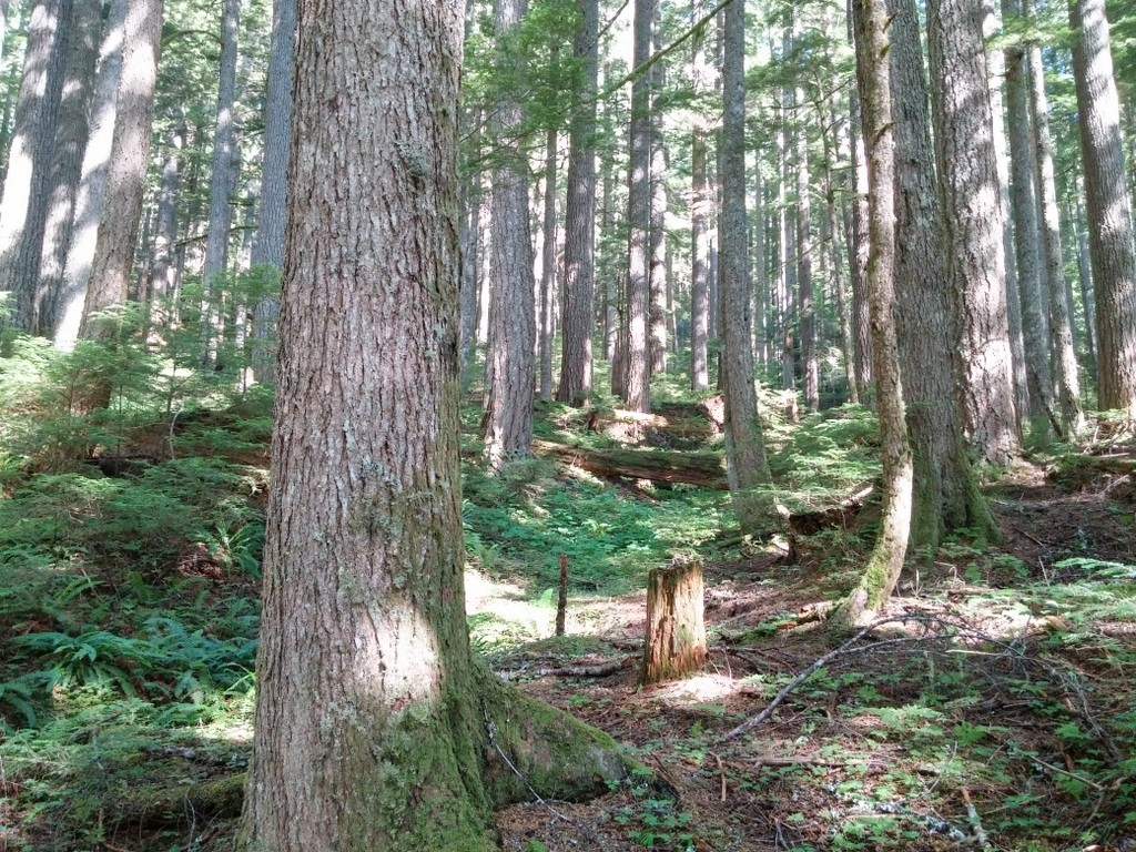 Hiking an old growth forest near Mount Rainier