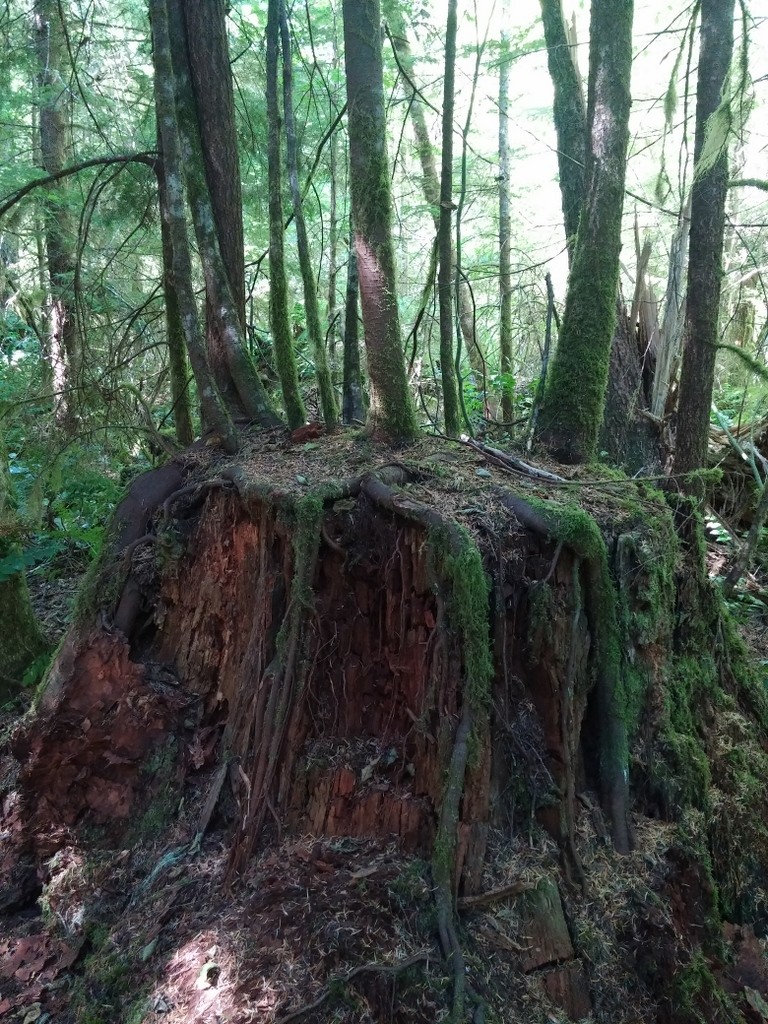 Pretty cool. This old tree stump has new trees growing out the top.
