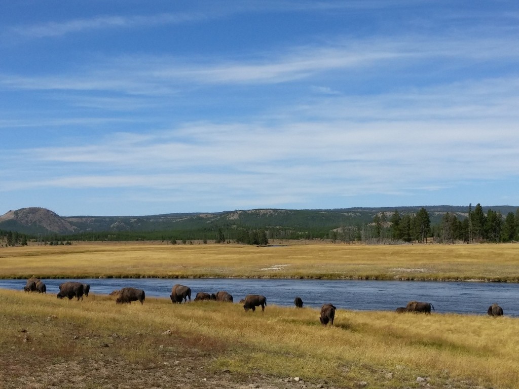 More bison